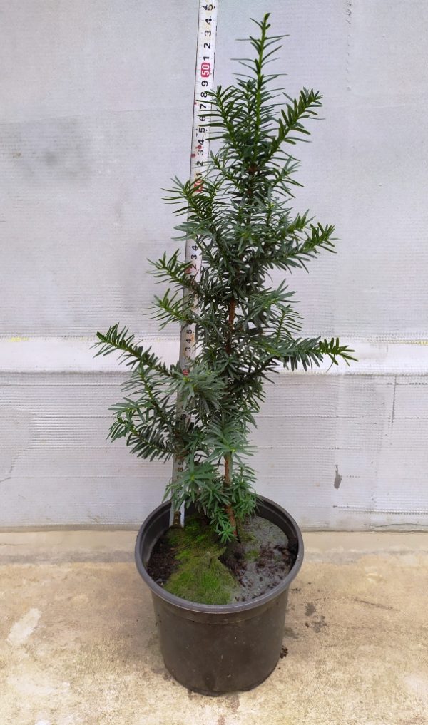 Taxus media Hillii