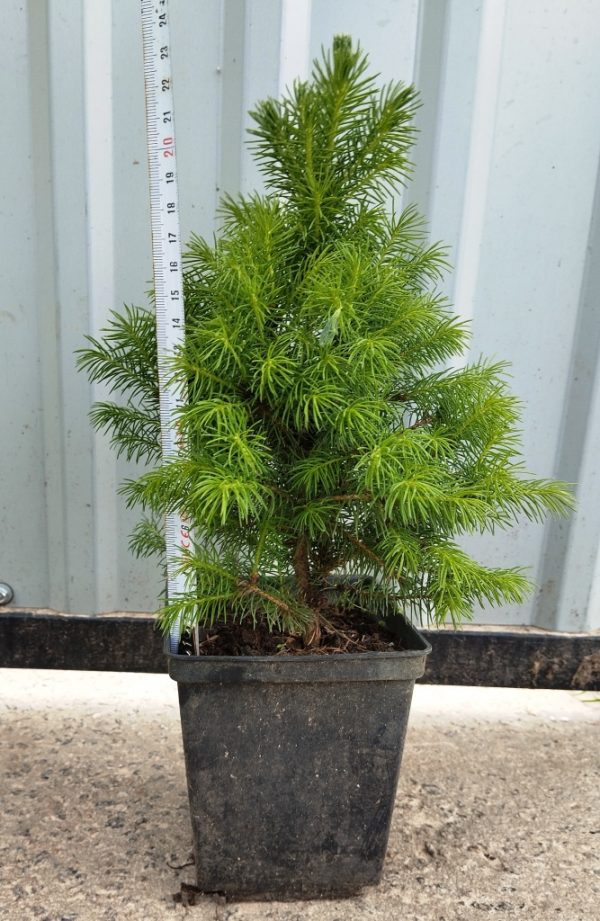 Ялина канадська Коніка   Picea glauca Conica